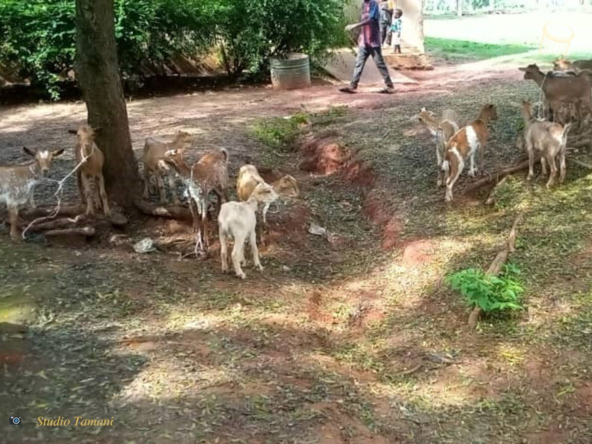 Trente caprins pour trente femmes de Sikasso