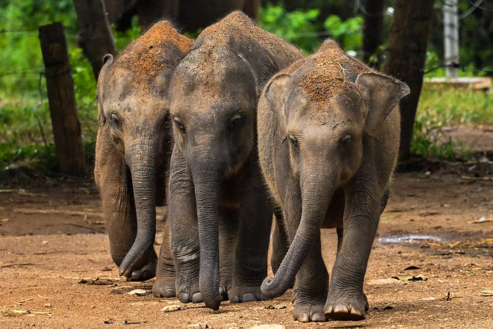 « parlons de l’environnement » quand l’insécurité menace l’existence des éléphants