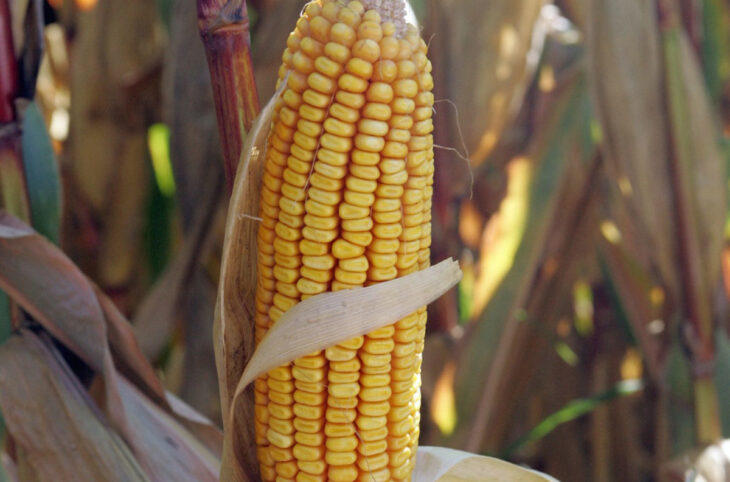 « Le maïs, une alternative à la farine de blé »