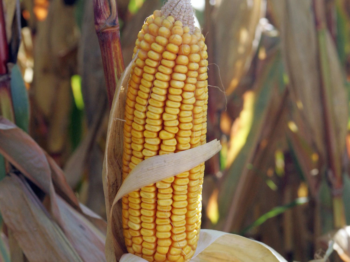 « Le maïs, une alternative à la farine de blé »