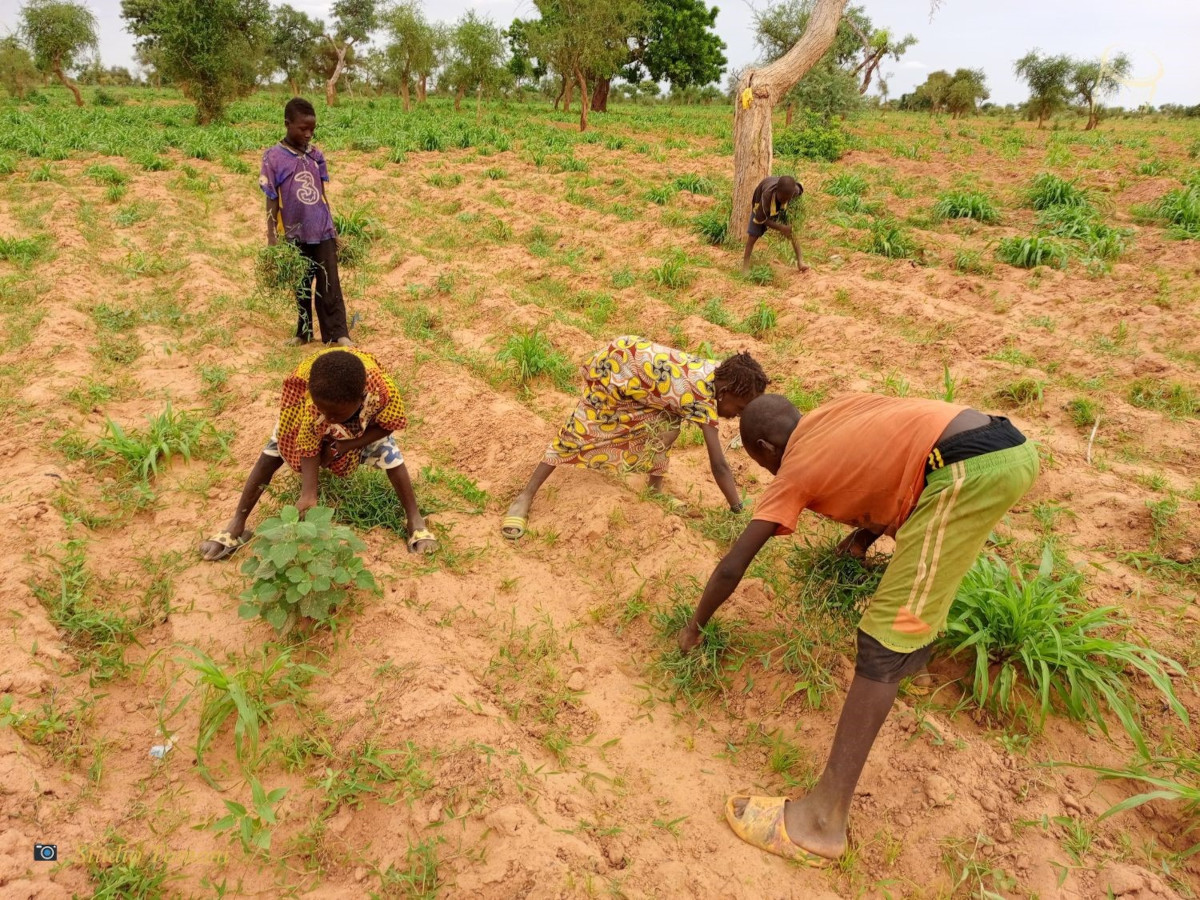 Les vacances scolaires, une occasion pour initier les enfants aux travaux champêtres