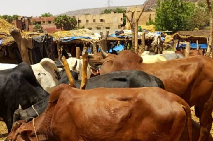 Les prix des bœufs en hausse à Koulikoro