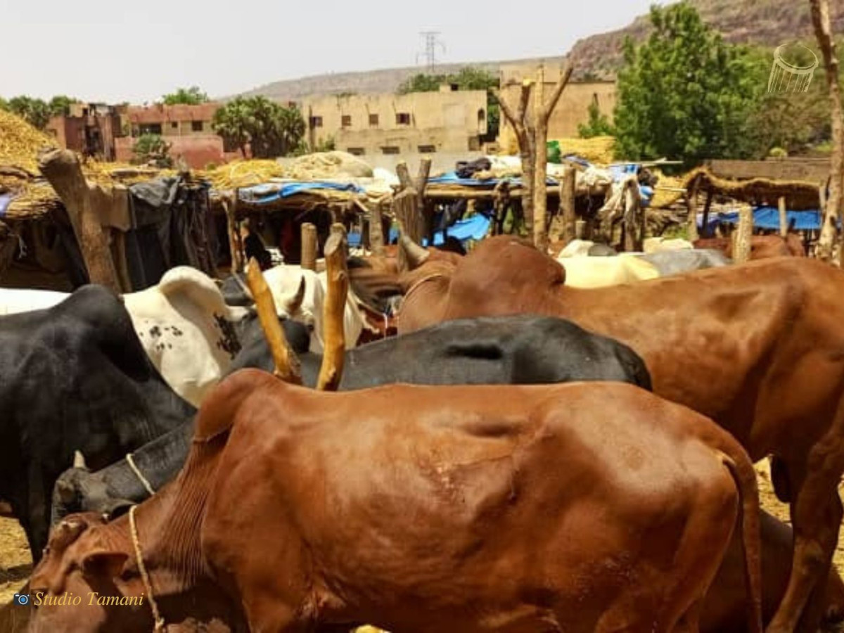 Des bétails enlevés à Ansongo