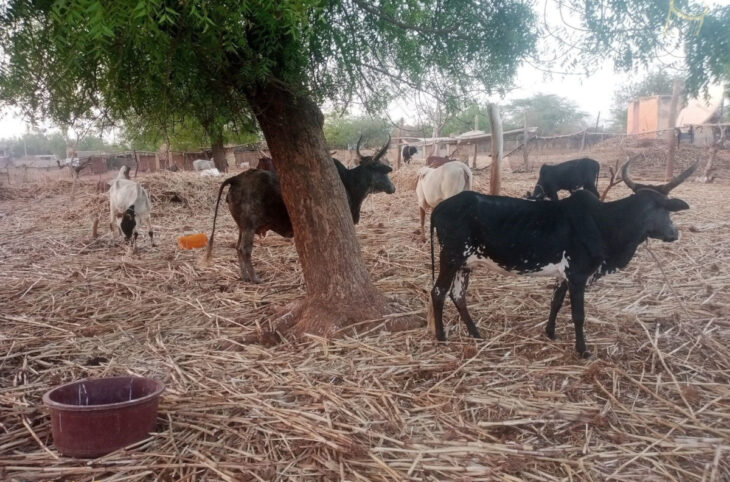 La transhumance des animaux menacée par l'insécurité