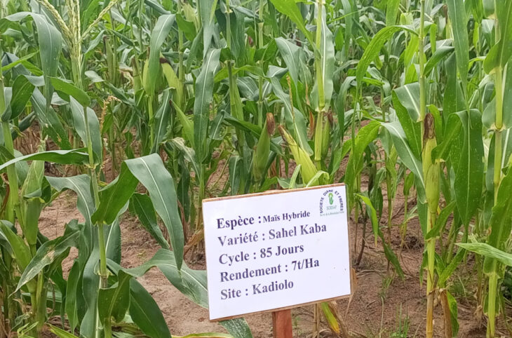 La technologie hybrides expliquée aux agriculteurs de Kadiolo