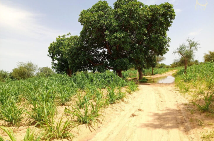 La gestion du foncier agricole expliquée à des femmes de Koutiala