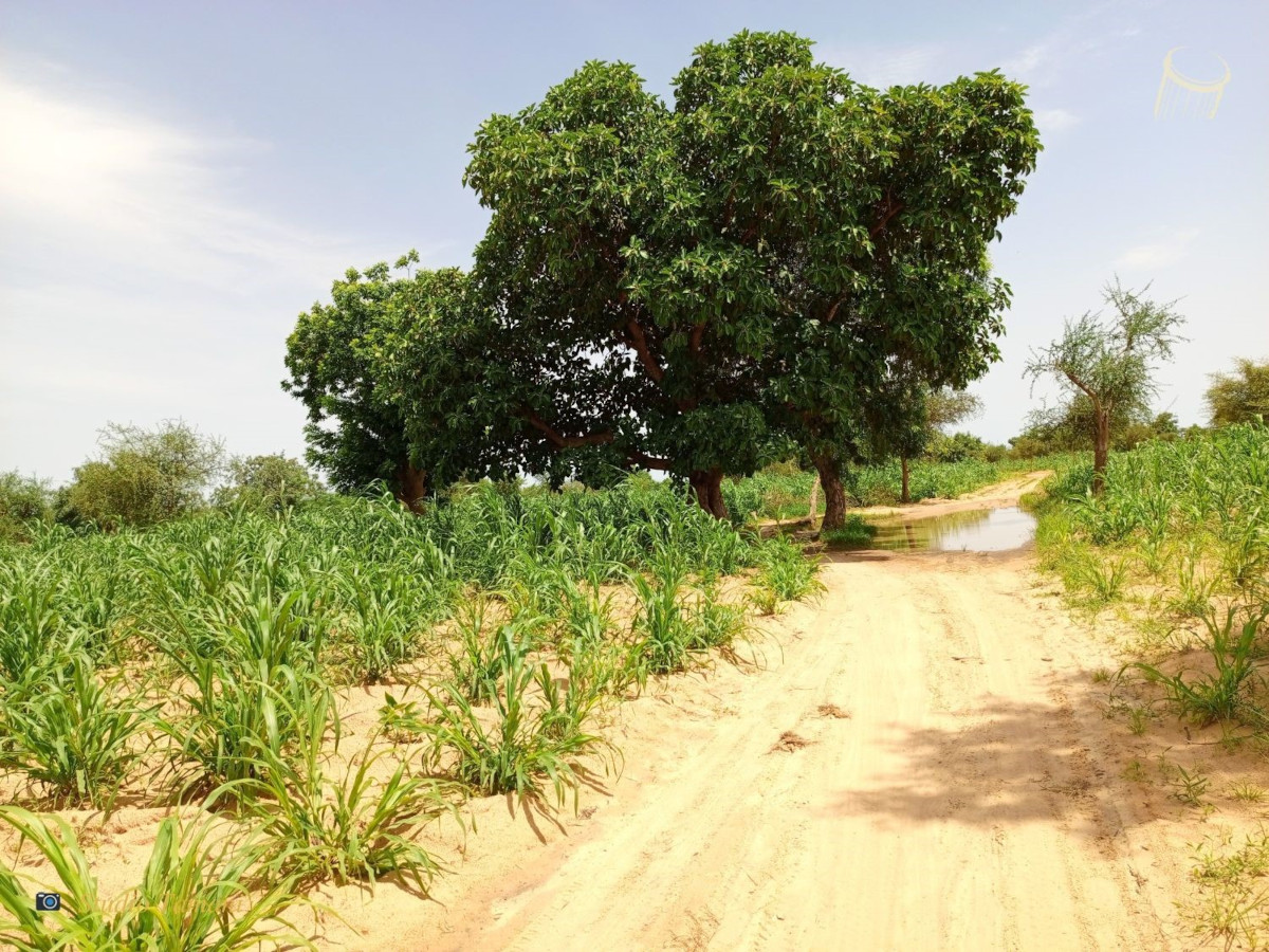 La gestion du foncier agricole expliquée à des femmes de Koutiala