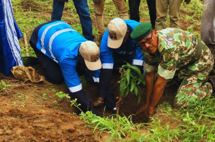 Sadiola : des pieds d'arbre plantés à Siriman village