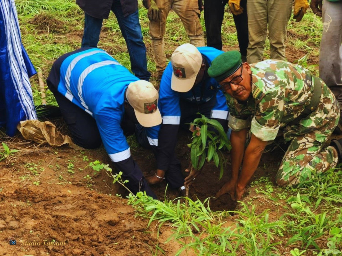 Sadiola : des pieds d’arbre plantés à Siriman village