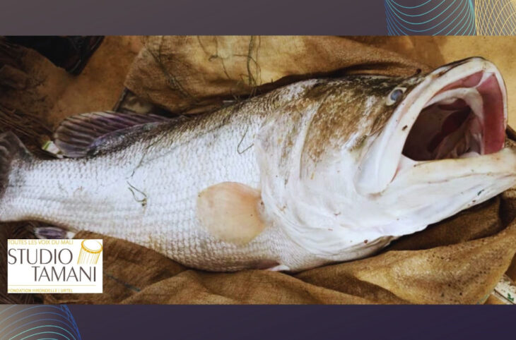 Le poisson se fait rare à Mopti au grand dam des consommateurs
