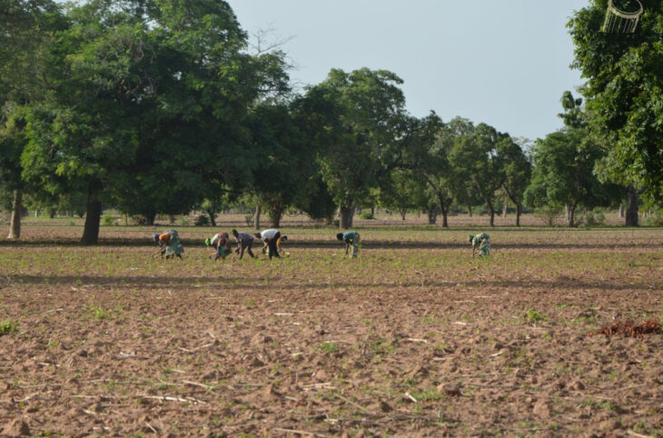 Des paysans formés sur l'agro écologie à San