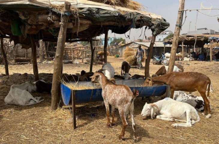 Banamba : remise d'aliments bétails aux éleveurs en vue de la période de soudure