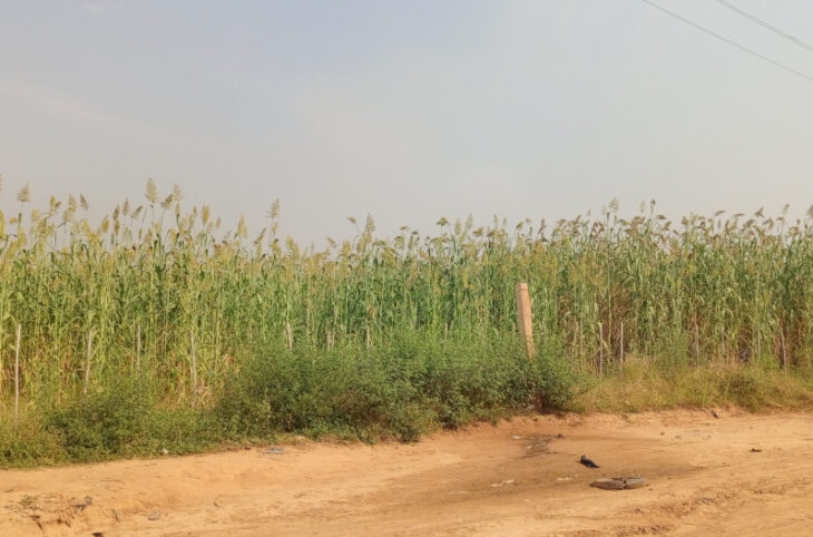 Environnement : invasion d’insectes dans des champs