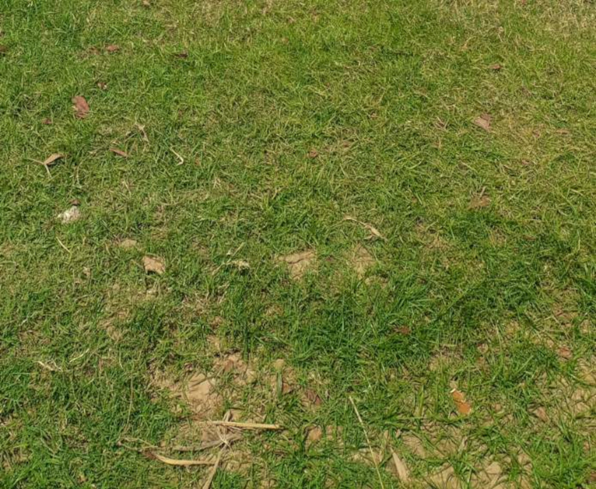 Parlons de l’environnement : Gestion de certaines plantes liées à l’hivernage