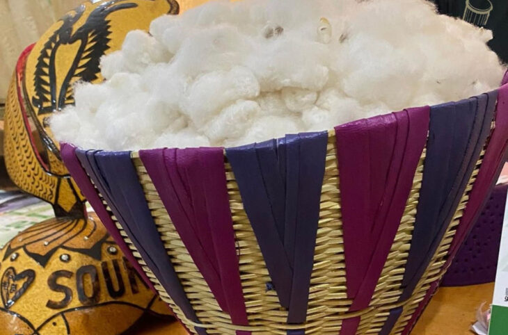 Coton : la hausse du prix d'achat saluée par les cotonculteurs