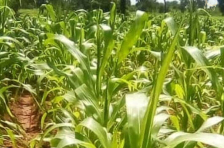 Campagne agricole : déficitaire et prometteuse par endroit