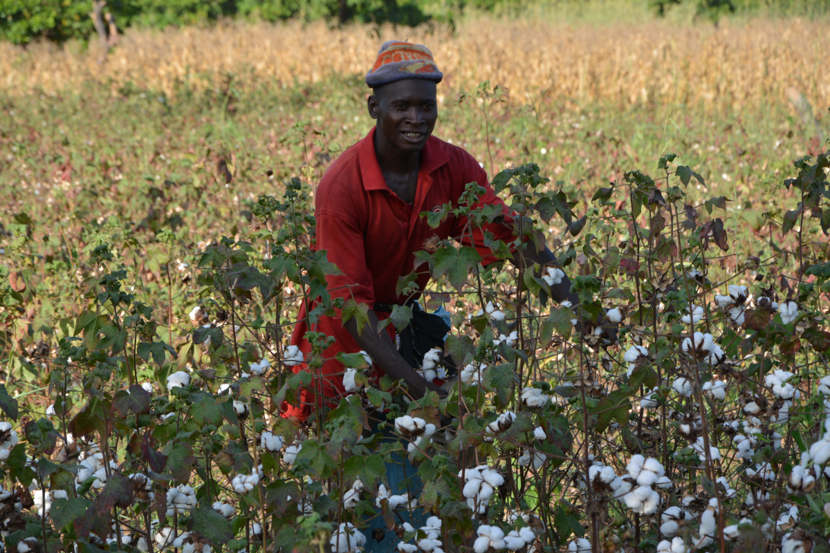 Au Mali, les prémices d’une campagne cotonnière réussie
