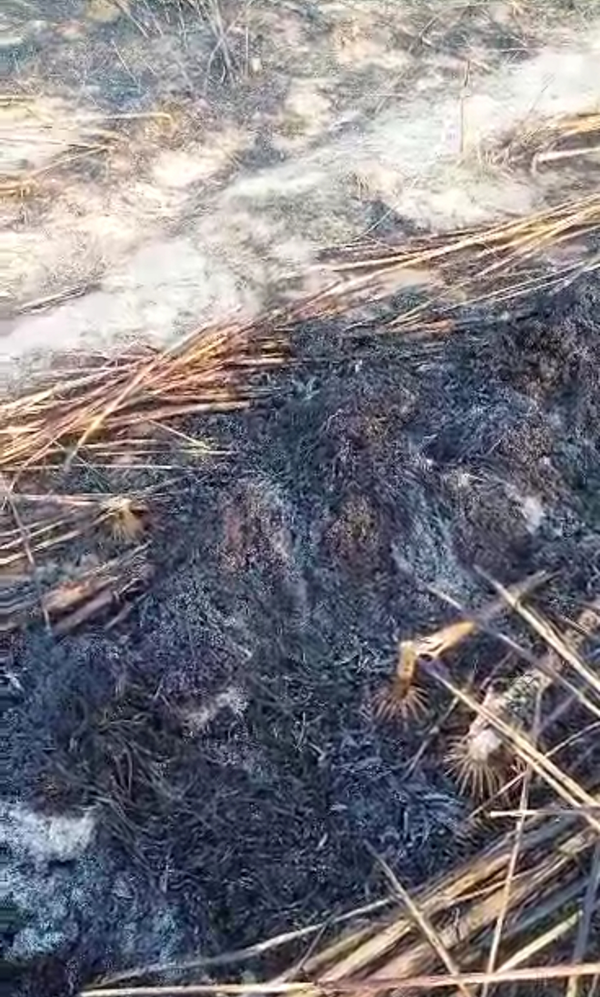 Bafoulabé : un champ parti en fumée à Kankou Bérokan