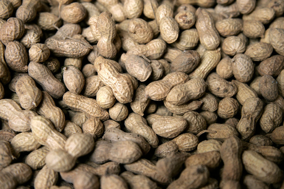 Baisse du prix de l’arachide à Kayes