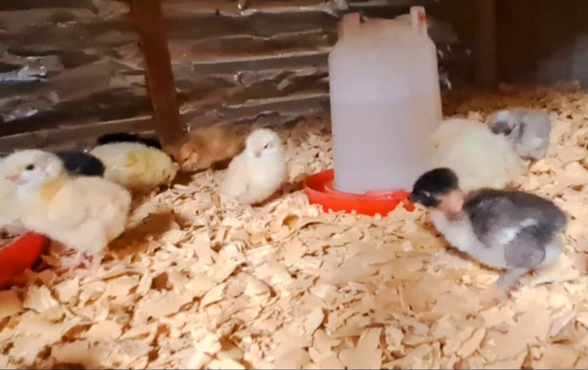 Coupures d’électricité : un manque à gagner pour les PME