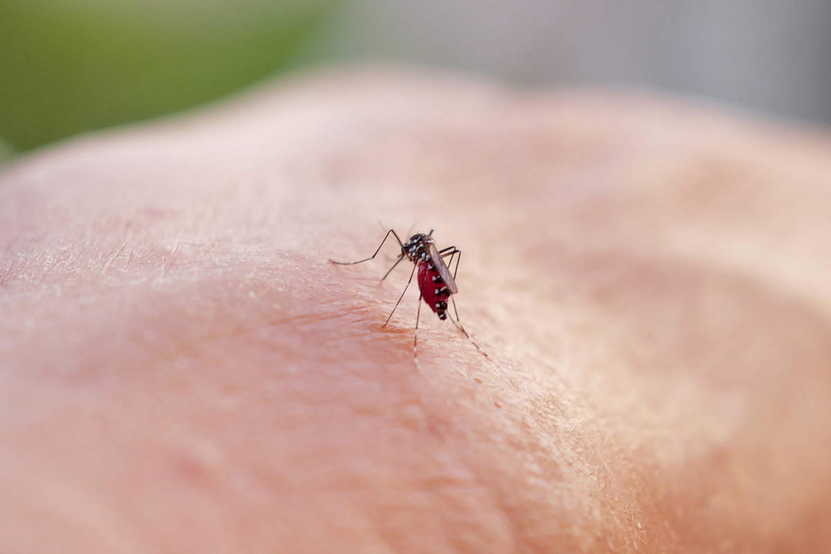 La dengue encore méconnue, malgré les cas de décès
