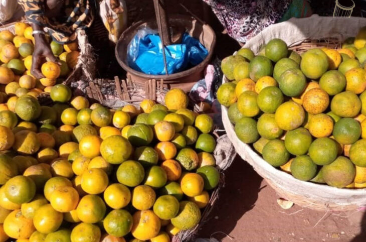 Des oranges en abondance à Sikasso 
