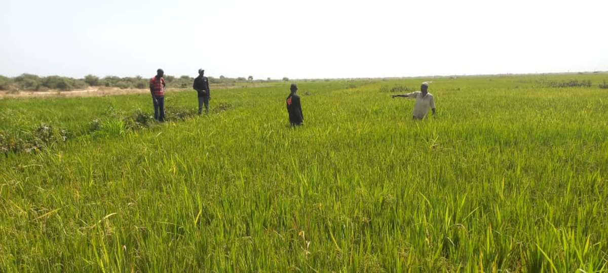 Des experts planchent sur le financement de l’agriculture en Afrique de l’ouest