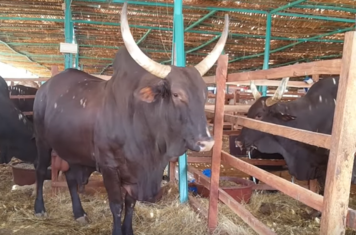 De nombreux bétails volés à Gao