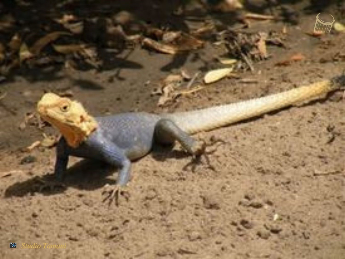 La chasse au margouillat, une « étape d’initiation des enfants à des valeurs sociétales »