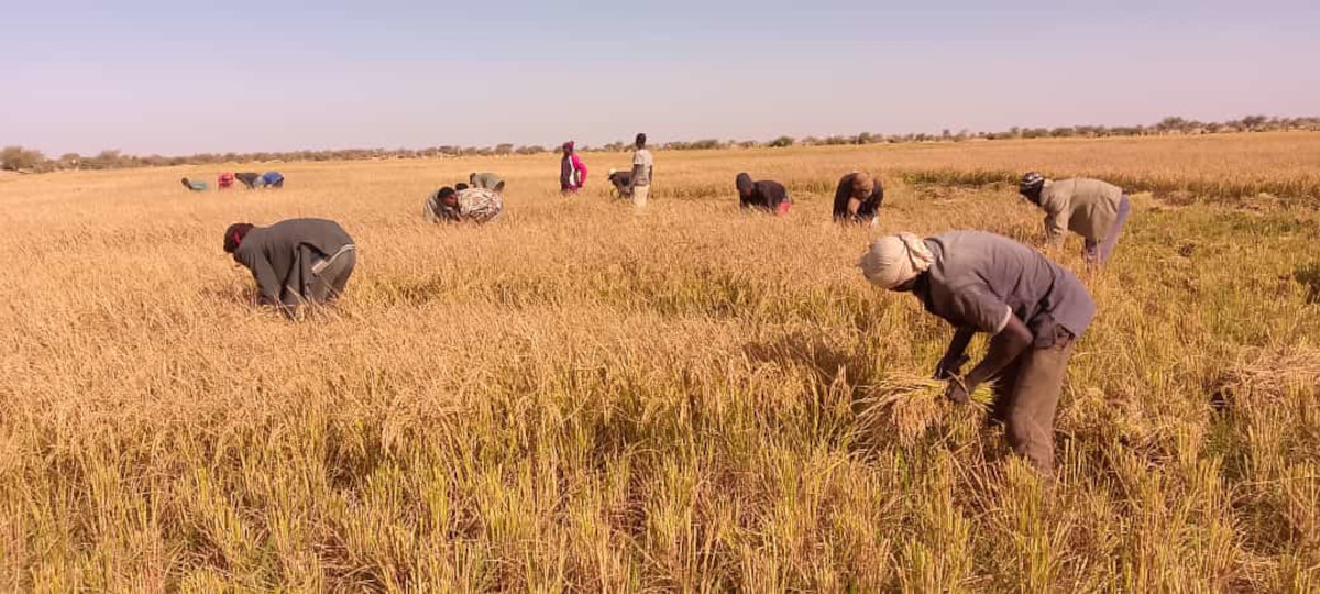 Récoltes : quand les jeunes se prêtent mains fortes