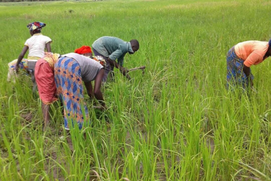Des femmes et des hommes en train de faire la récolte