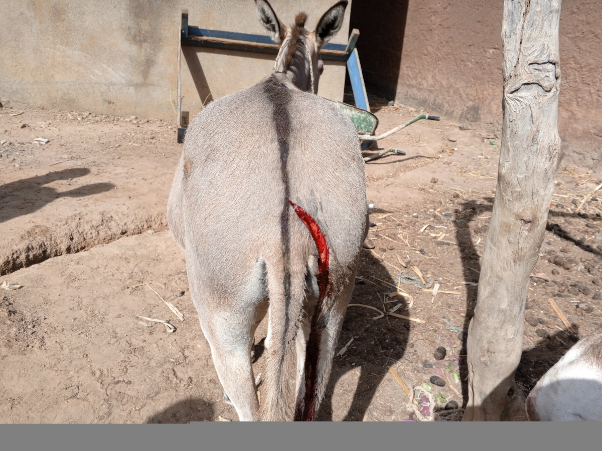 Mahina, des ânes pris pour cibles par des individus mal intentionnés