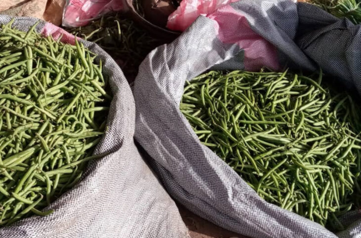Sikasso : le prix du haricot vert a baissé