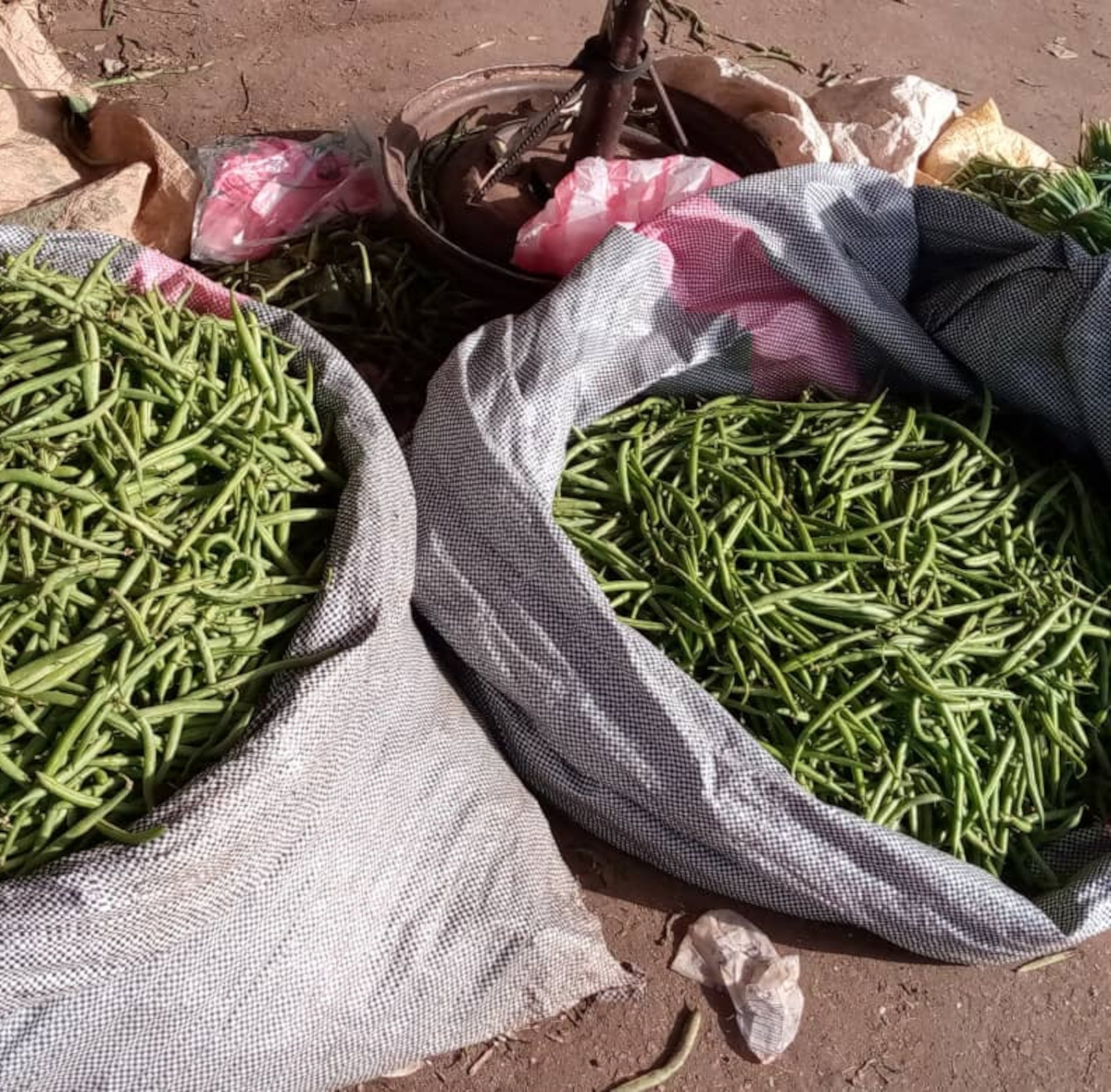 Sikasso : le prix du haricot vert a baissé