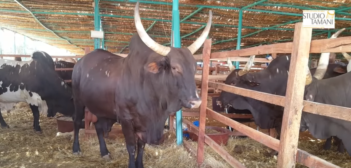 Des animaux enlevés à Tacharane