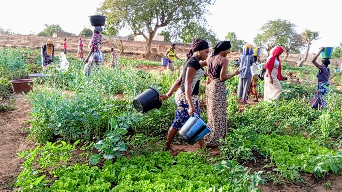 Les femmes maraîchères confrontées à des difficultés à Mahina