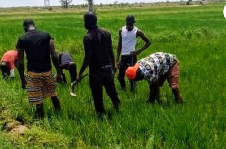 Bafoulabé face à une pénurie d'engrais chimiques