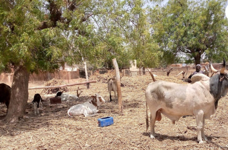 Du bétail encore emporté à Bankass