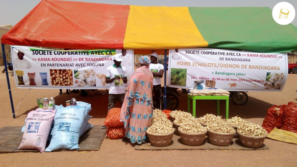 La foire de l’échalote, une liesse pour les producteurs de Bandiagara