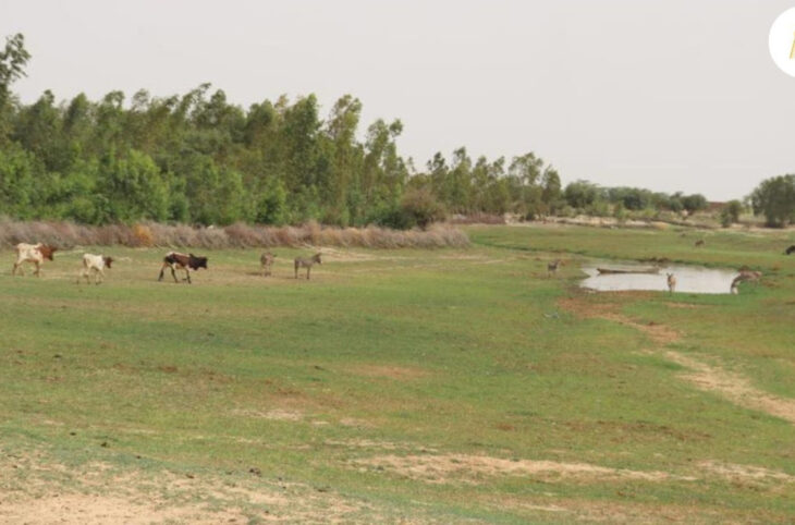 Lac Faguibine, le niveau de l’eau inquiète les riverains