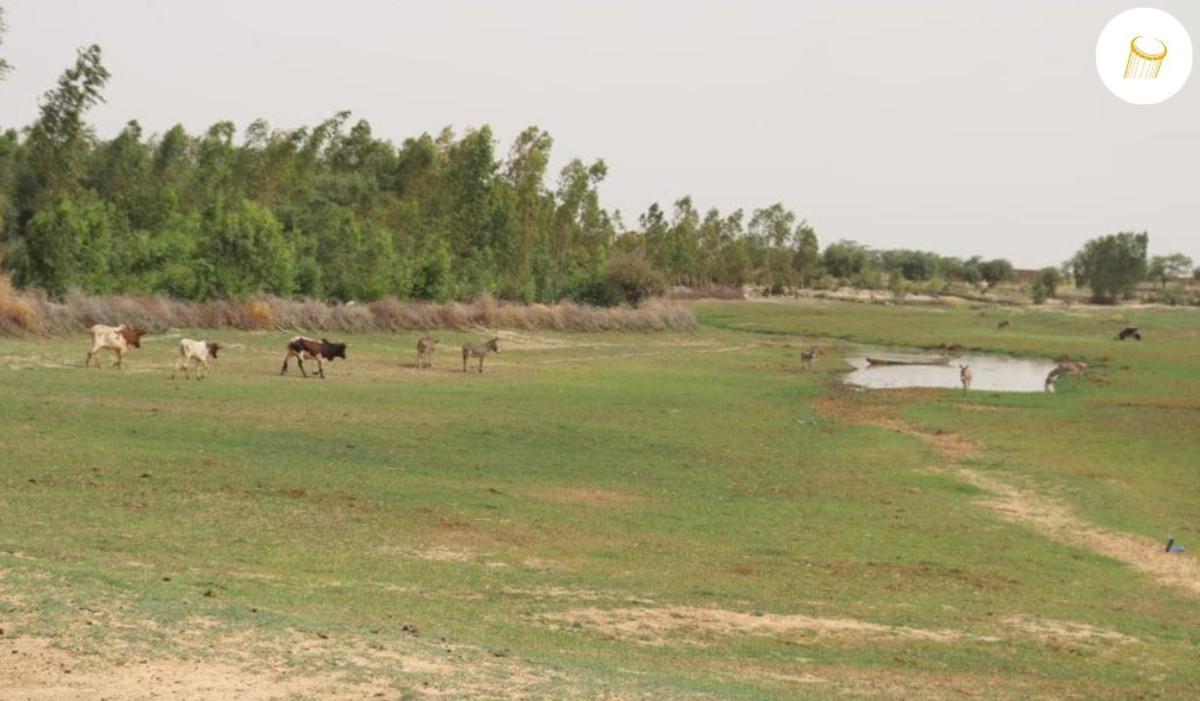 Des bétails enlevés à Bandiagara