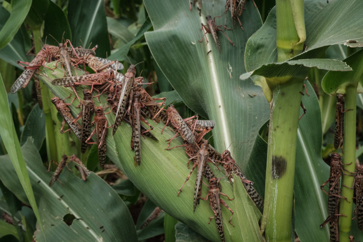 « Magazine parlons de l’environnement » une invasion de criquets arboricoles risque d’accentuer l’insécurité alimentaire au Mali.