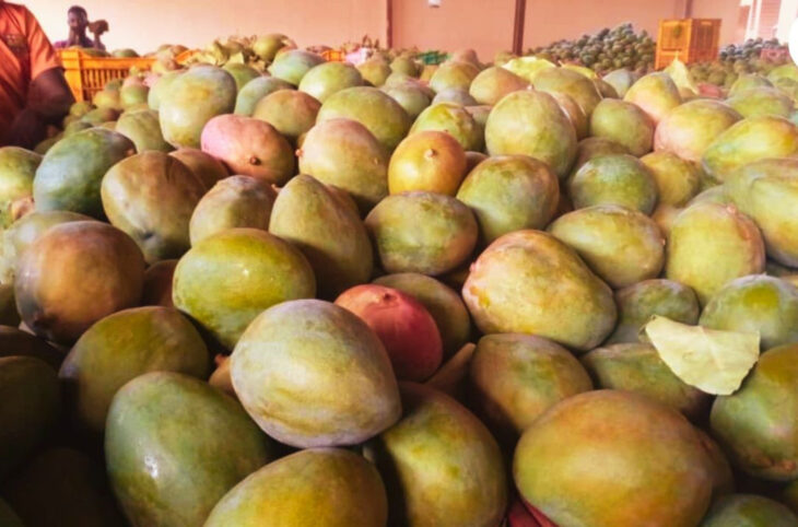 Campagne de mangues à Sikasso