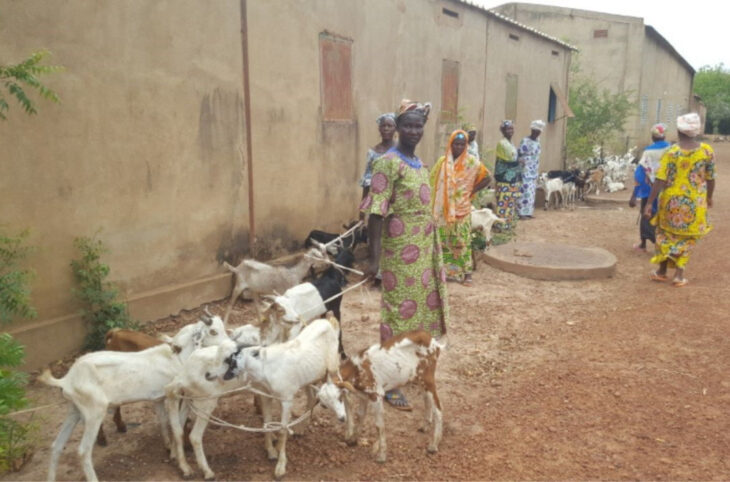 Don de chèvres aux déplacés d'Ansongo