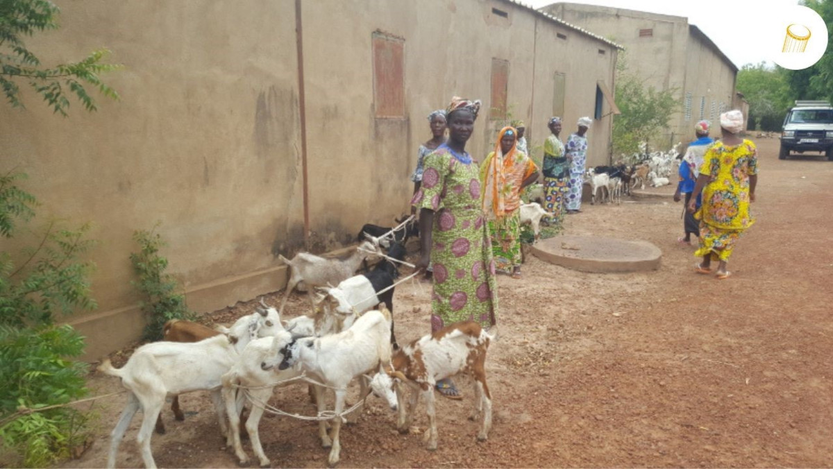 Don de chèvres aux déplacés d’Ansongo