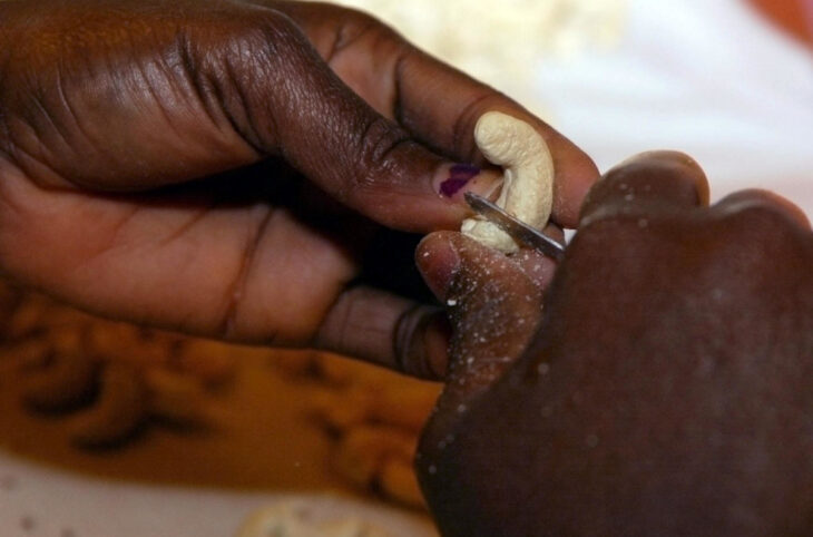 Faible productivité du noix de cajou à Kadiolo