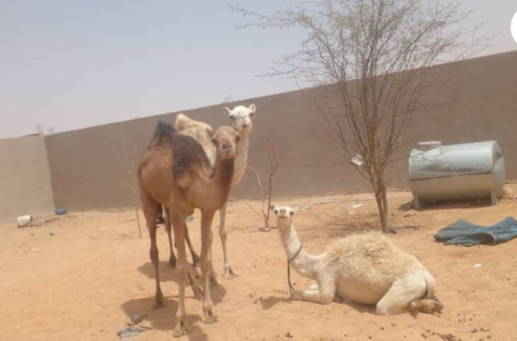 Kidal : Trois personnes impliquées dans le vol du bétail arrêtées