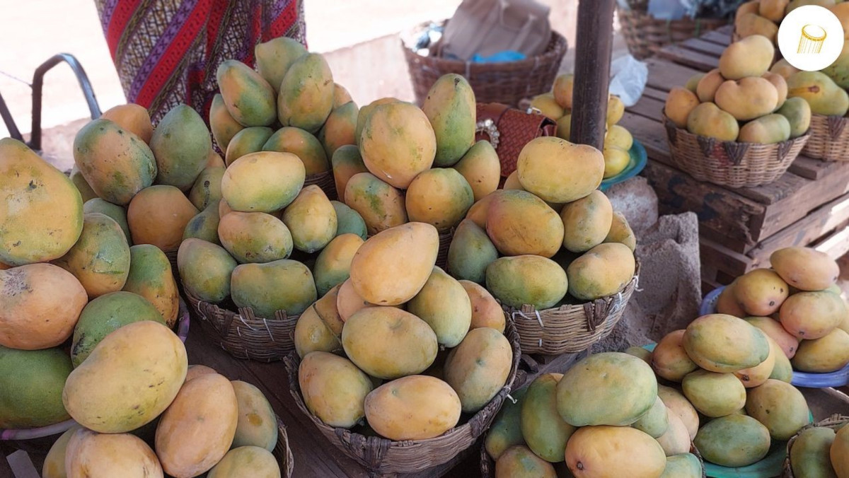 La saison des mangues moins prolifique à Koulikoro