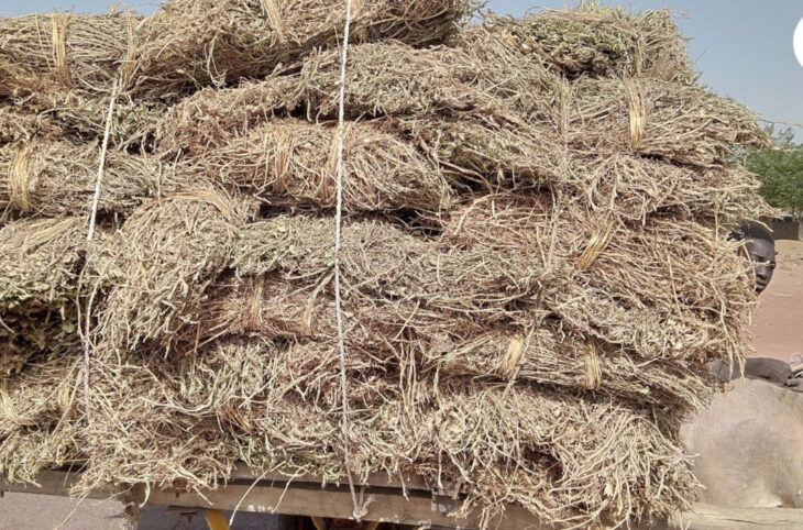 Le prix des bottes de fane d'arachides et de haricots en hausse à San