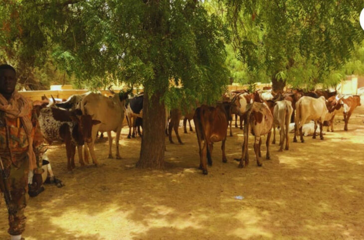 Les FAMa saisissent plus de 80 têtes de bœufs aux GAT á Niafunké